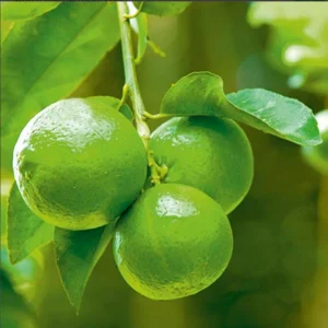 Seedless Lemon Plant