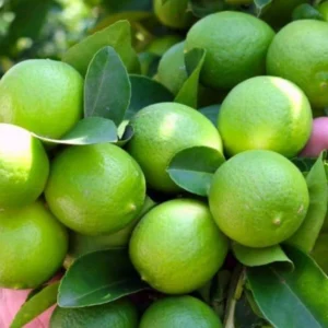 KalkataPati Lemon Plant