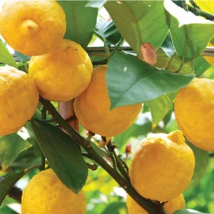 Bush Orange Lemon Plant