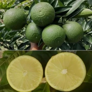 Uro Malta Lemon Plant