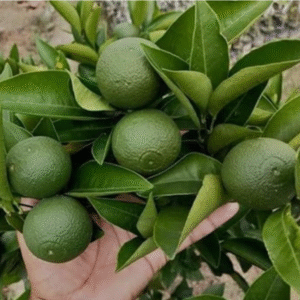 Vietnam Malta Small Lemon Plant