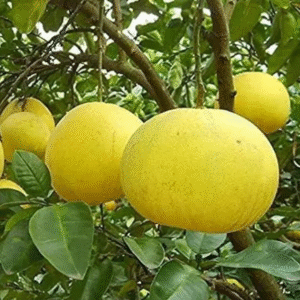 Pablos Red All Time Lemon Plant