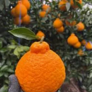 Dekorun Orange Plant
