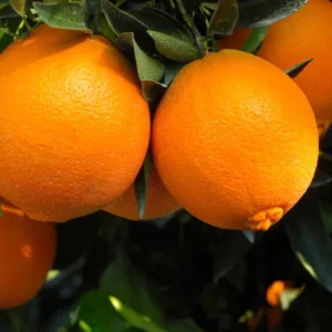Navel Orange Plant