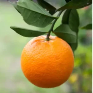 Washington Orange Plant