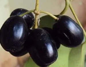 KG10 Jamun Plant