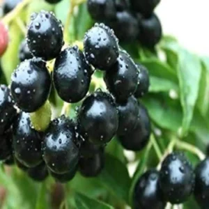 Baruli Jamun Plant