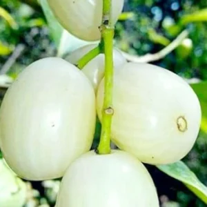 White Jamun Plant
