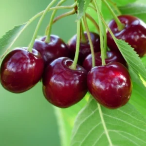 Sweet Kokoma Cherry Plant