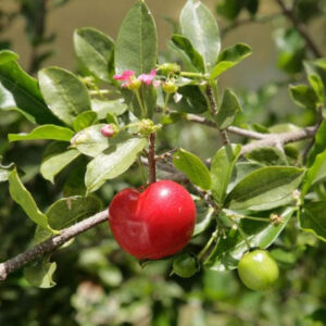 Barbados Big Cherry Plant