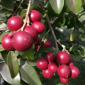Ruby Lohun Plant
