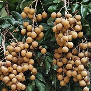 Four Seasons Lohun Plant