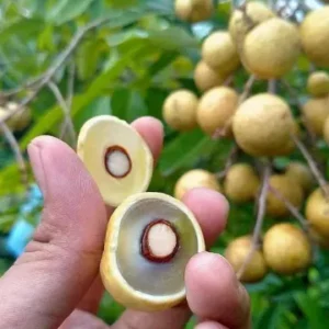 White Lohun Plant