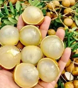 Ping Pong Lohun Plant