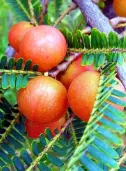 Red Amla Plant
