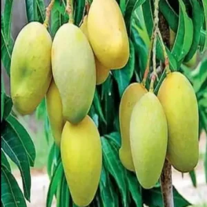 Langra Mango Plant