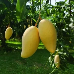 Mallika Mango Plant