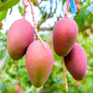 Katiman Mango Plant