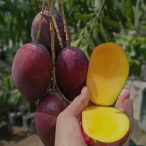 Miyazaki Mango Plant