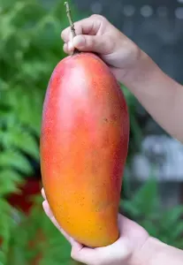 Red Ivory Mango Plant