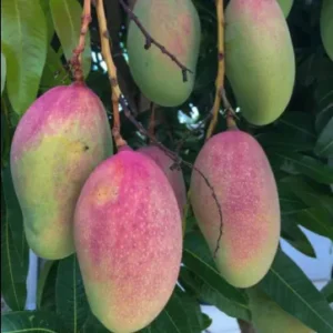 All Season Mango Plant