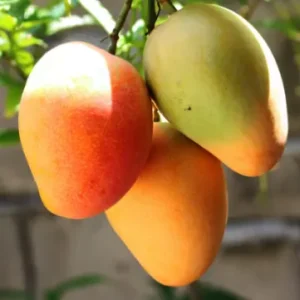 Amrapali Mango Plant