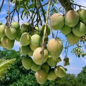 Himayagar Mango Plant
