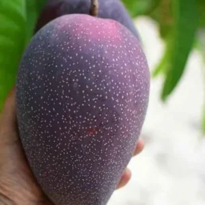 Kasturi Black Mango Plant