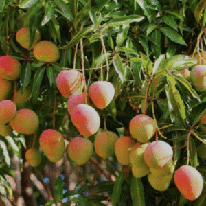 Suvarnarekha Mango Plant
