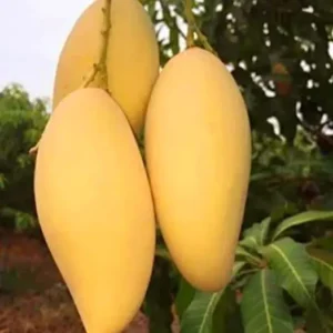 Nam Dok Mai Mango Plant