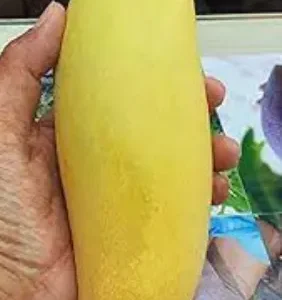 Banana Mango Plant