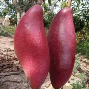 King of Chakapat Mango Plant