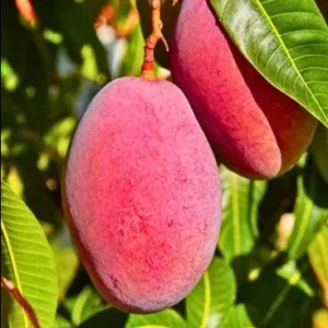 Miyazaki Big Mango Plant