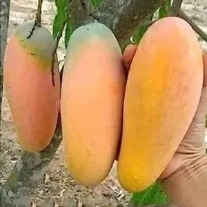 Katiman XL Big Mango Plant