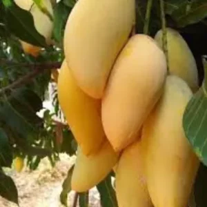 Katiman Big Mango Plant