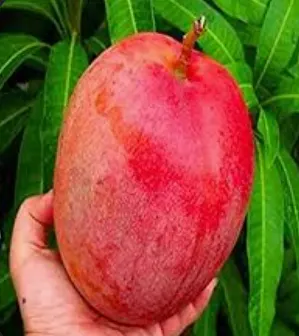 Suvarnarekha Big Mango Plant
